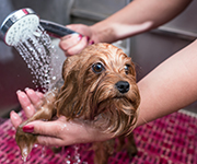 Take a look at our overview and tips for dog wash fundraisers.